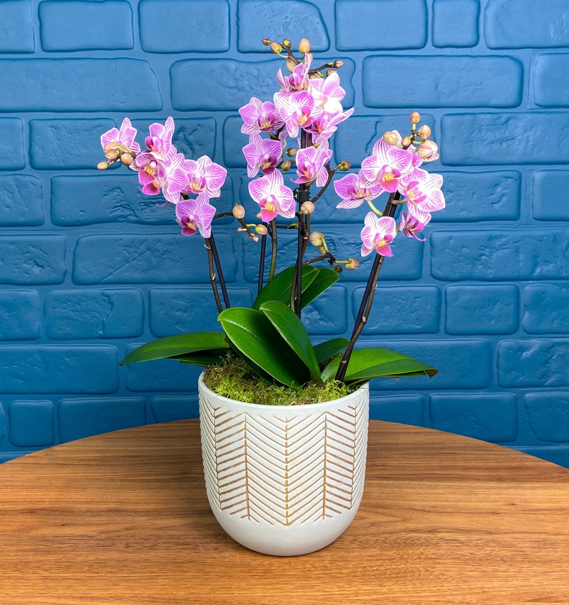 Hale: Orchid Vase - Love Orchids