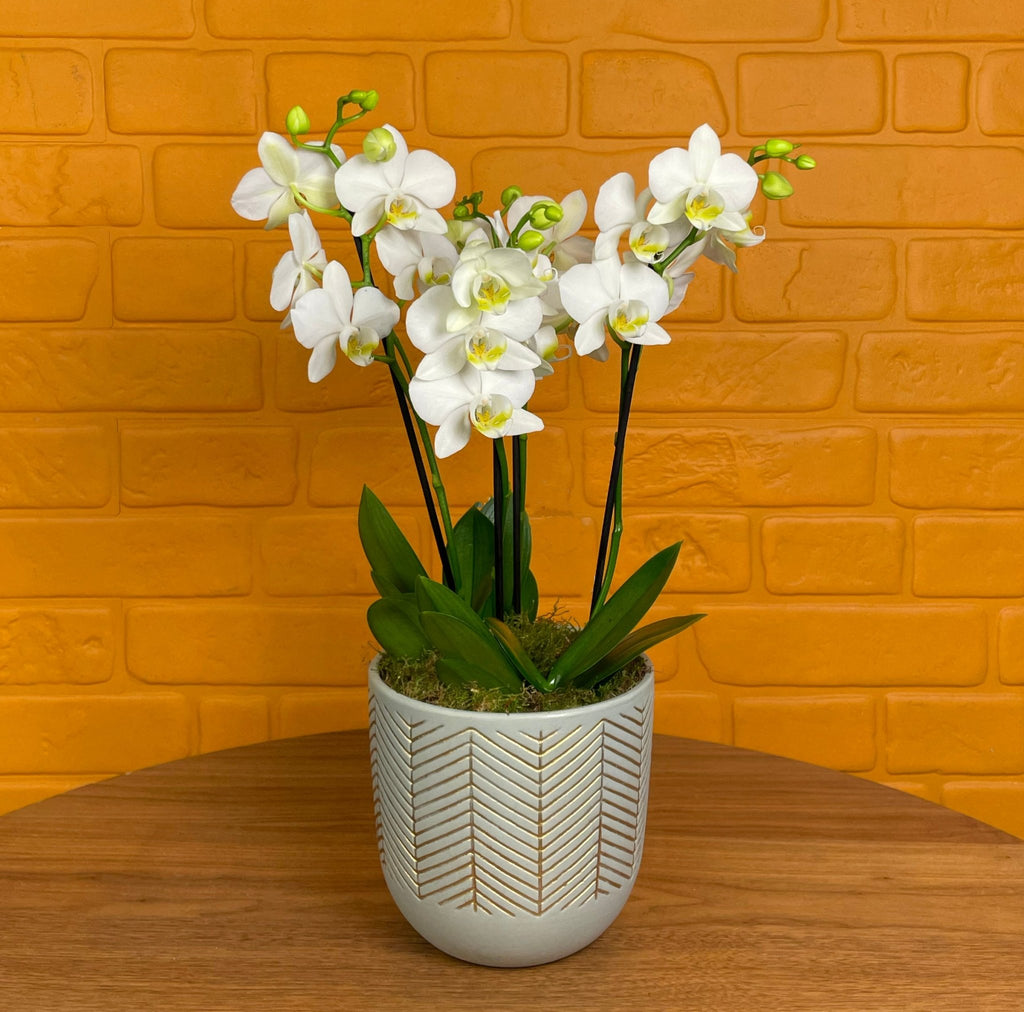 Hale: Orchid Vase - Love Orchids