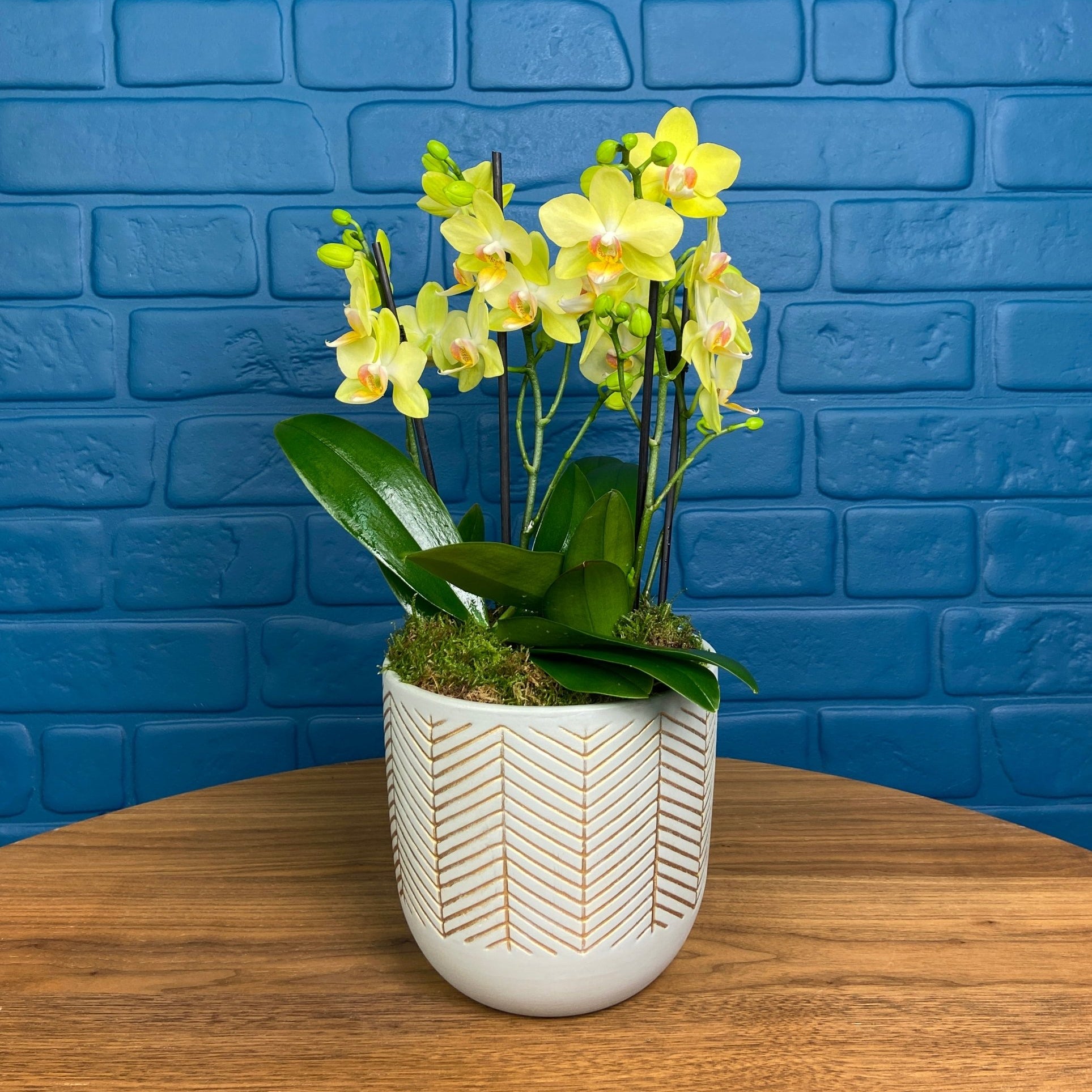 Hale: Orchid Vase - Love Orchids
