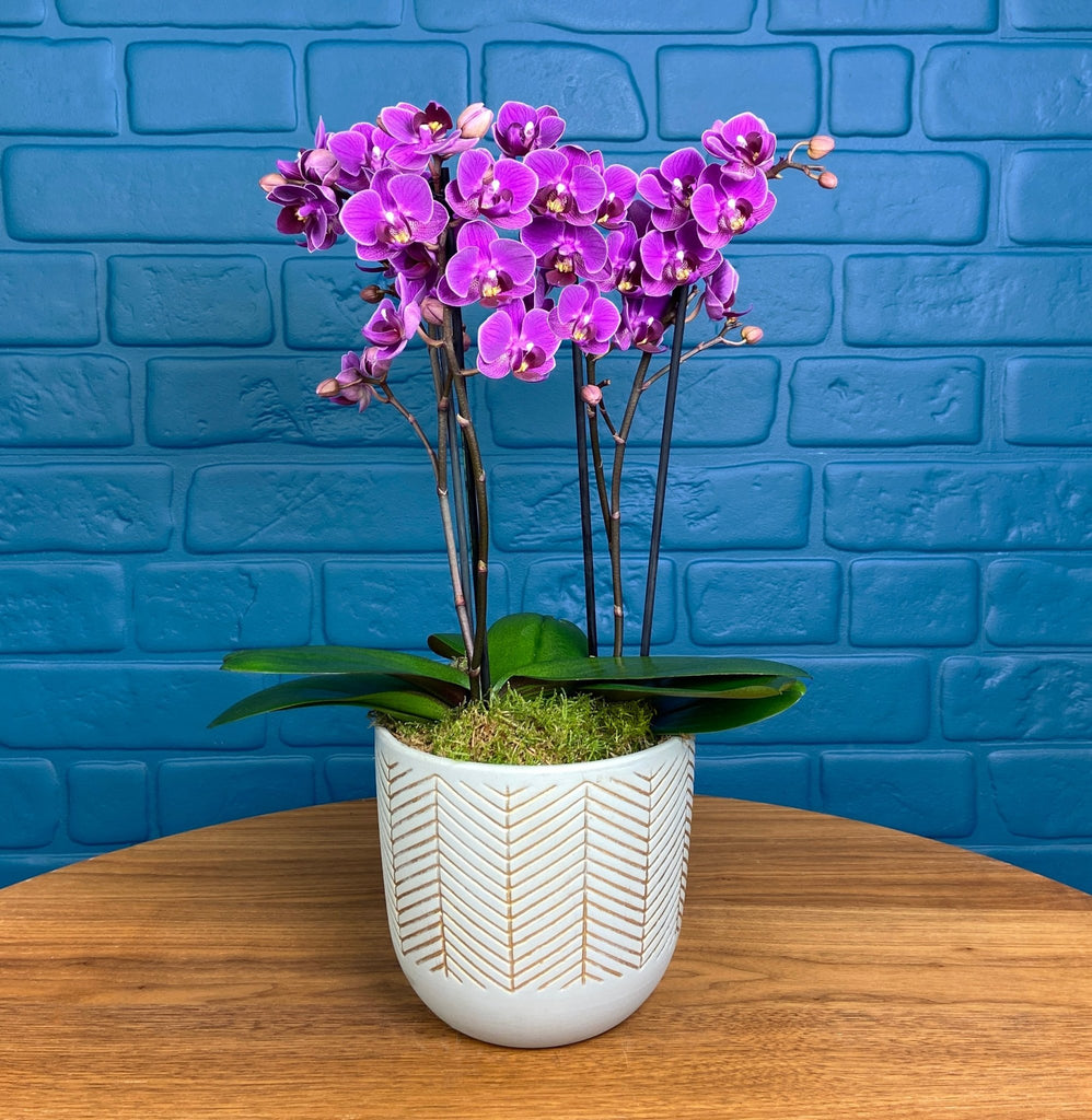 Hale: Orchid Vase - Love Orchids