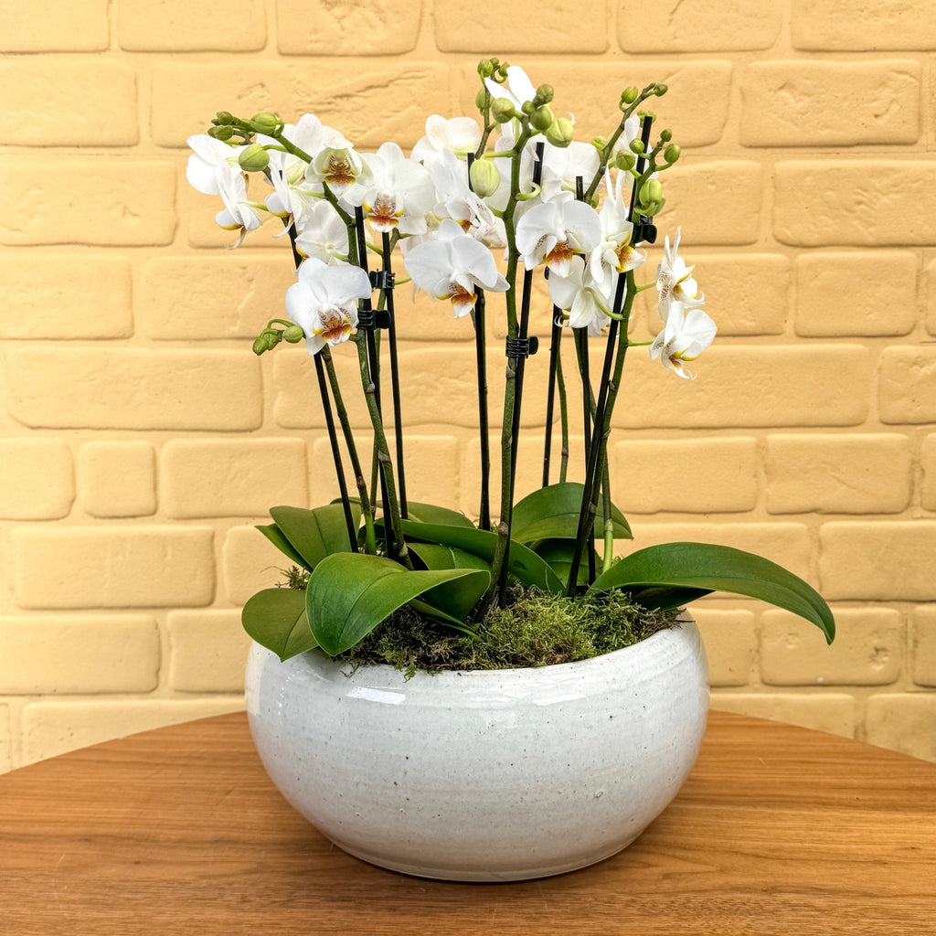 Hengistbury: Quartet of Orchids - Love Orchids