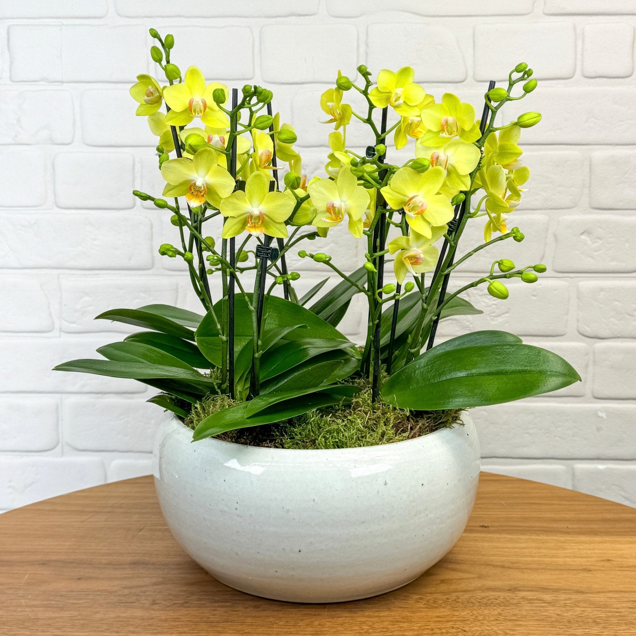 Hengistbury: Quartet of Orchids - Love Orchids