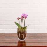 Hinton: Orchid in Glass pot
