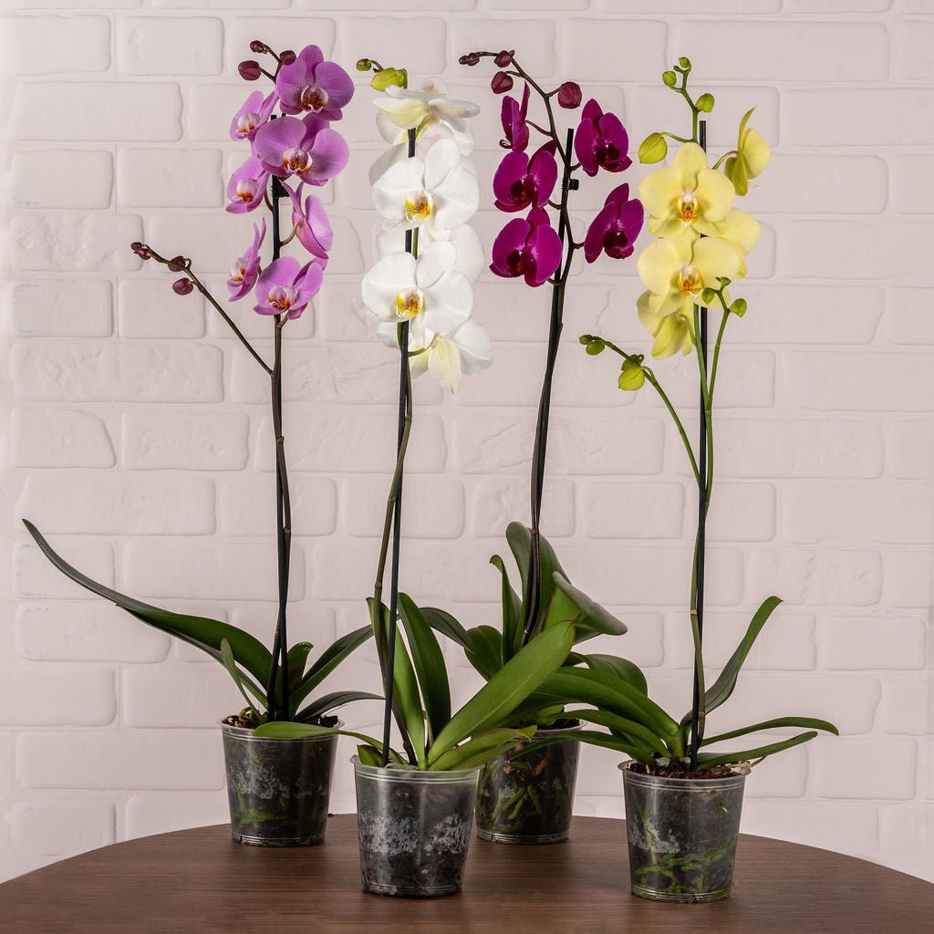 Large Orchids (Single Stem) - Love Orchids