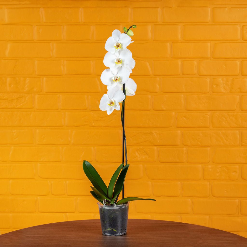 Large Orchids (Single Stem) - Love Orchids
