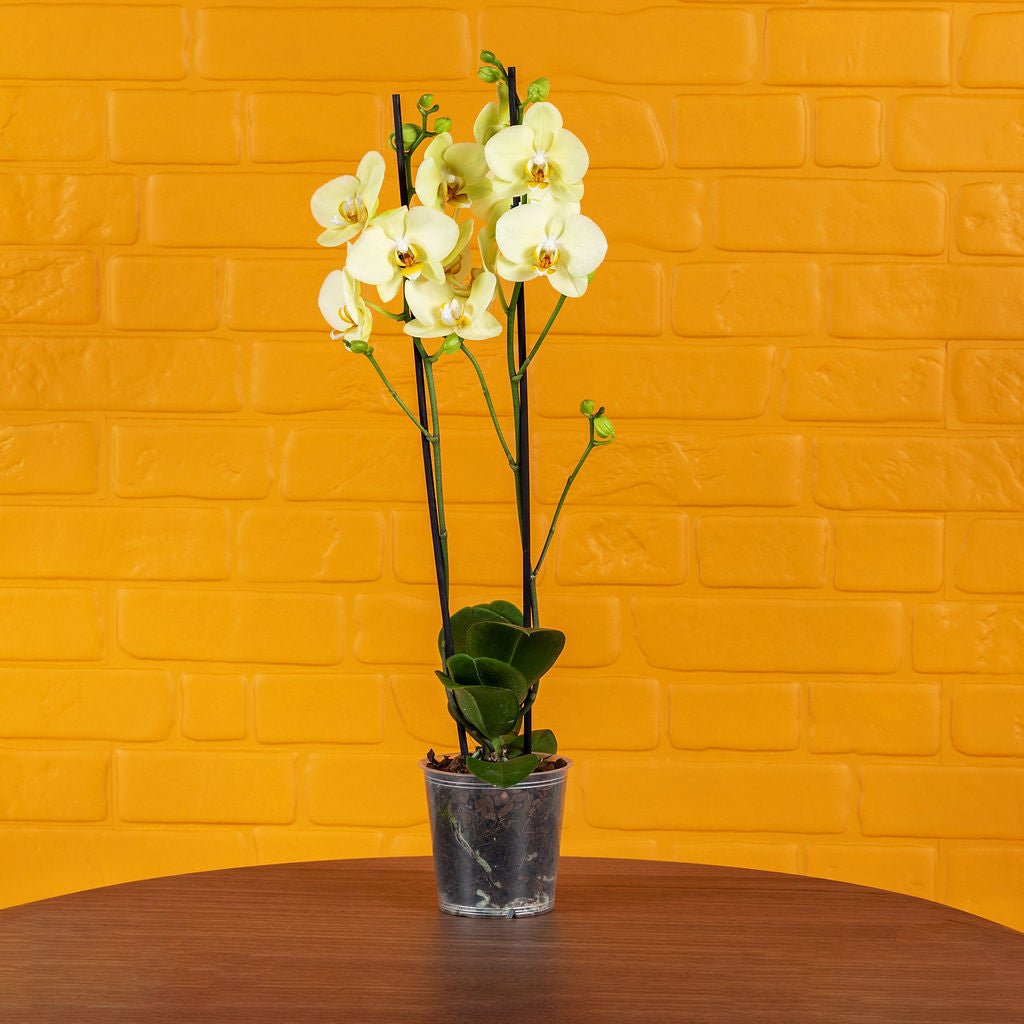 Large Orchids (Twin Stem) - Love Orchids
