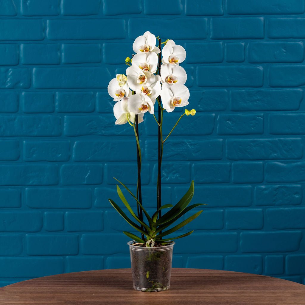 Large Orchids (Twin Stem) - Love Orchids