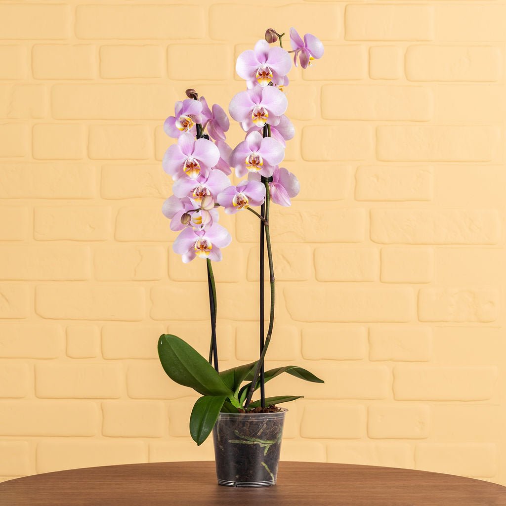 Large Orchids (Twin Stem) - Love Orchids