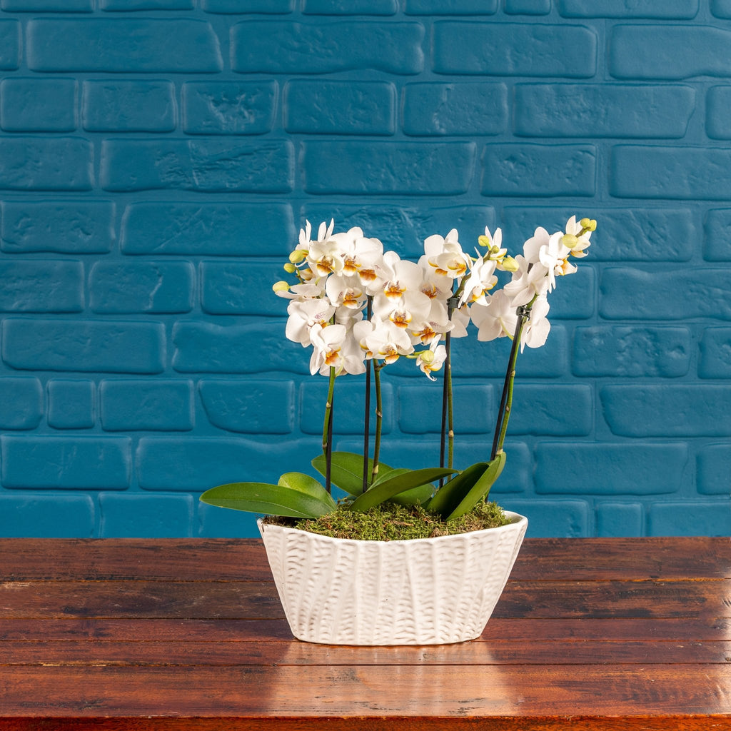 Linwood: Orchid Planter - Love Orchids