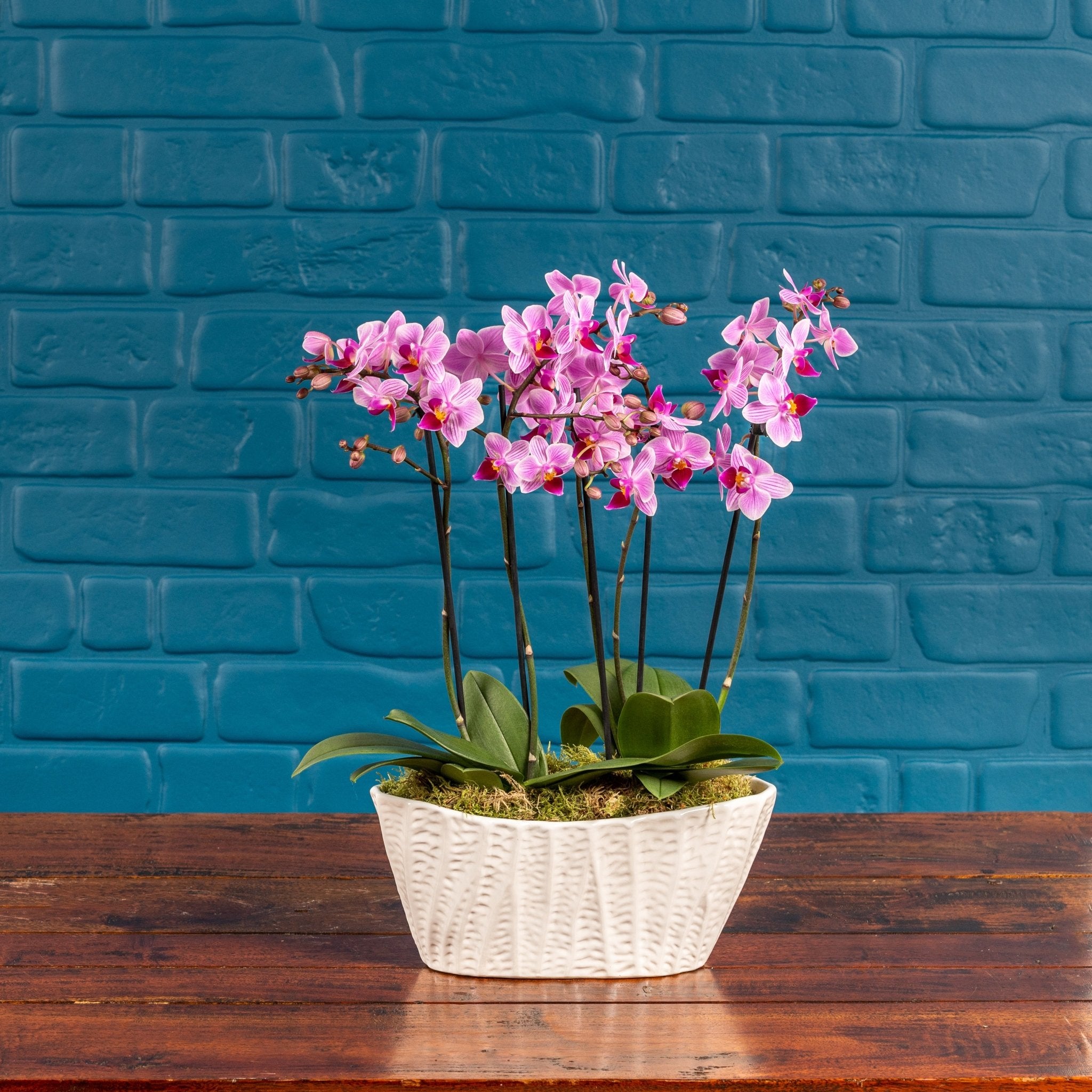 Linwood: Orchid Planter - Love Orchids