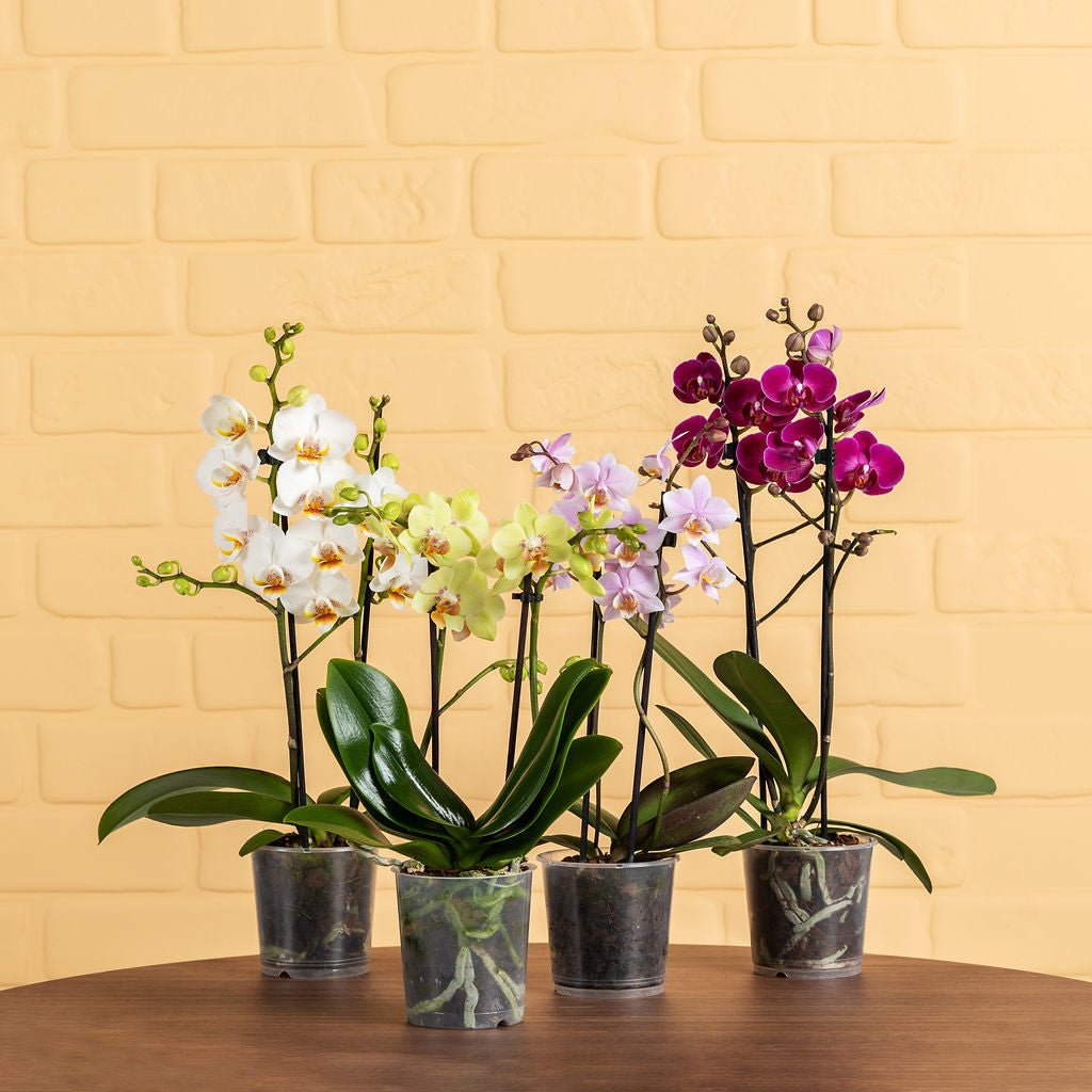Mini Orchid Packs - Love Orchids