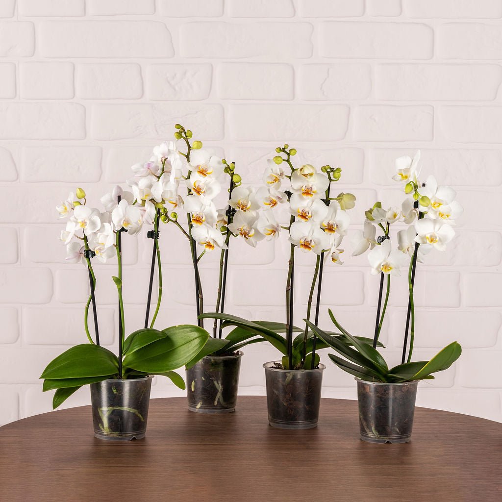 Mini Orchid Packs - Love Orchids