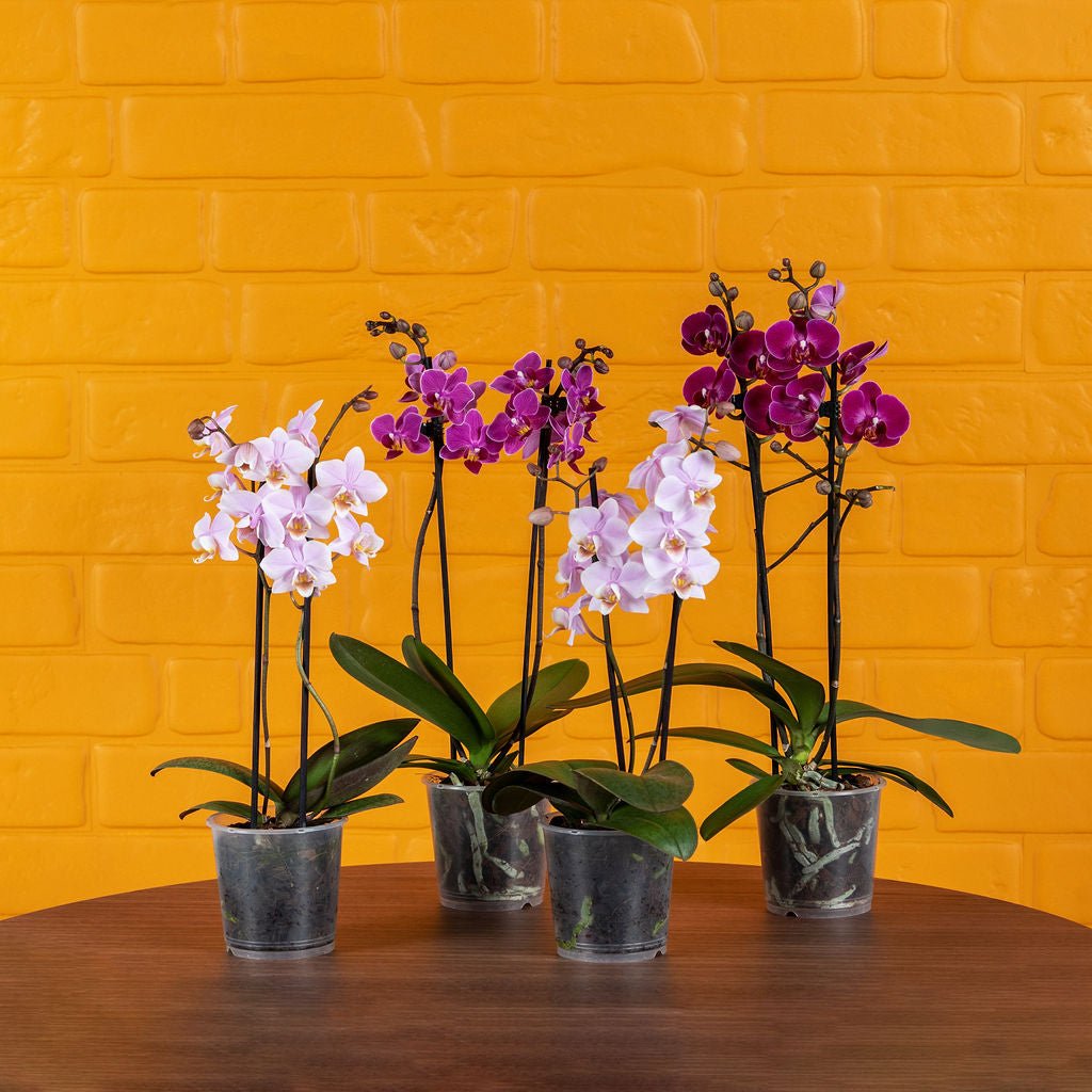 Mini Orchid Packs - Love Orchids