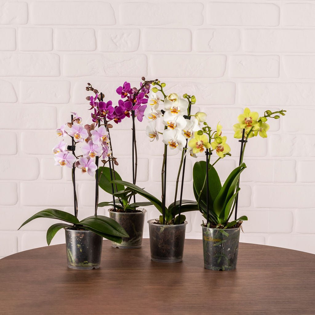 Mini Orchid Packs - Love Orchids