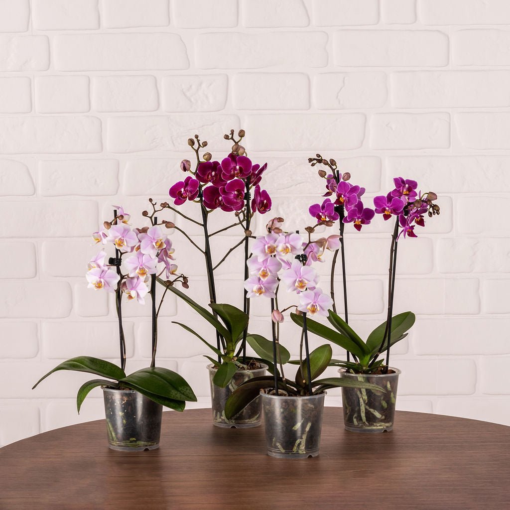 Mini Orchid Packs - Love Orchids