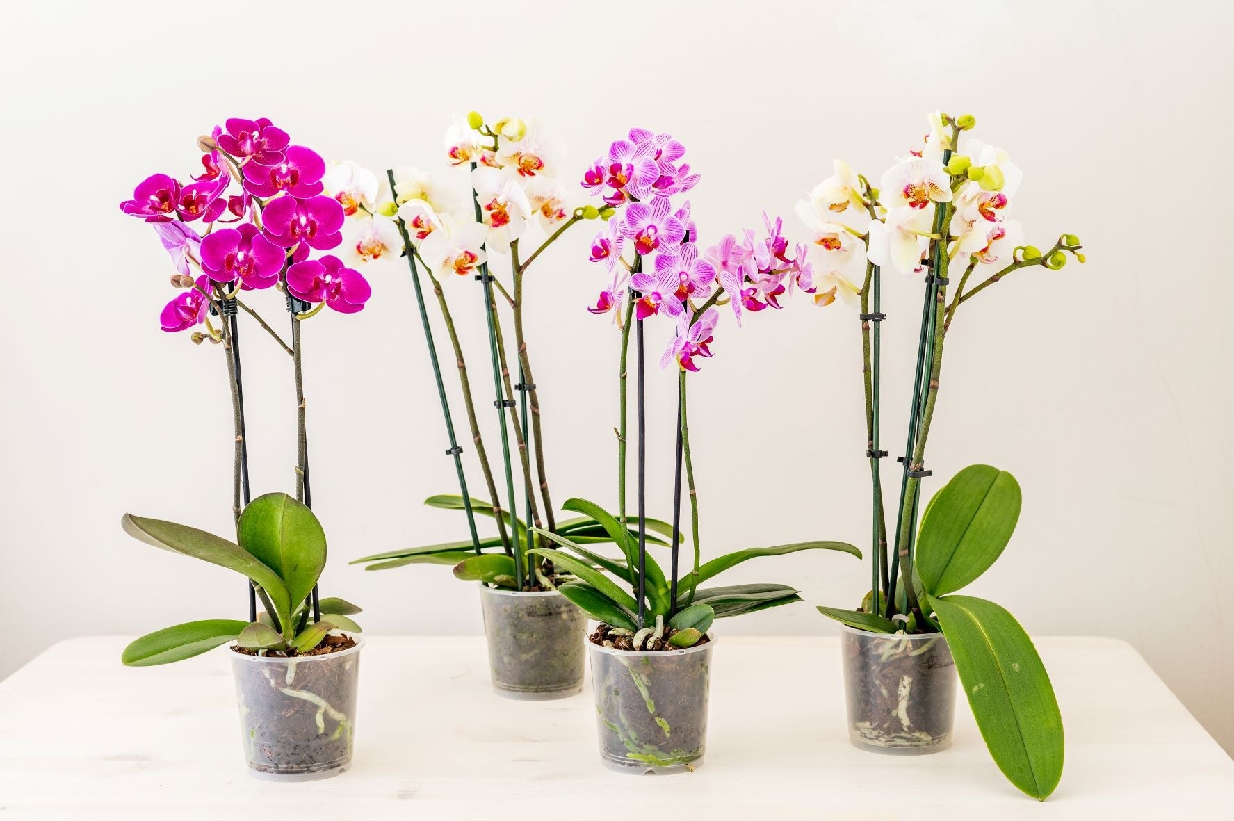 Street Party Pack - 12 Mini Orchids - Love Orchids