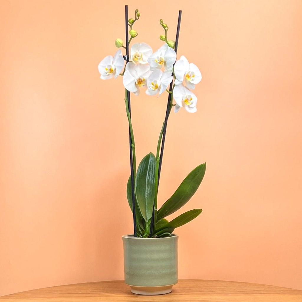 Sway: Large Orchid in Ceramic - Love Orchids