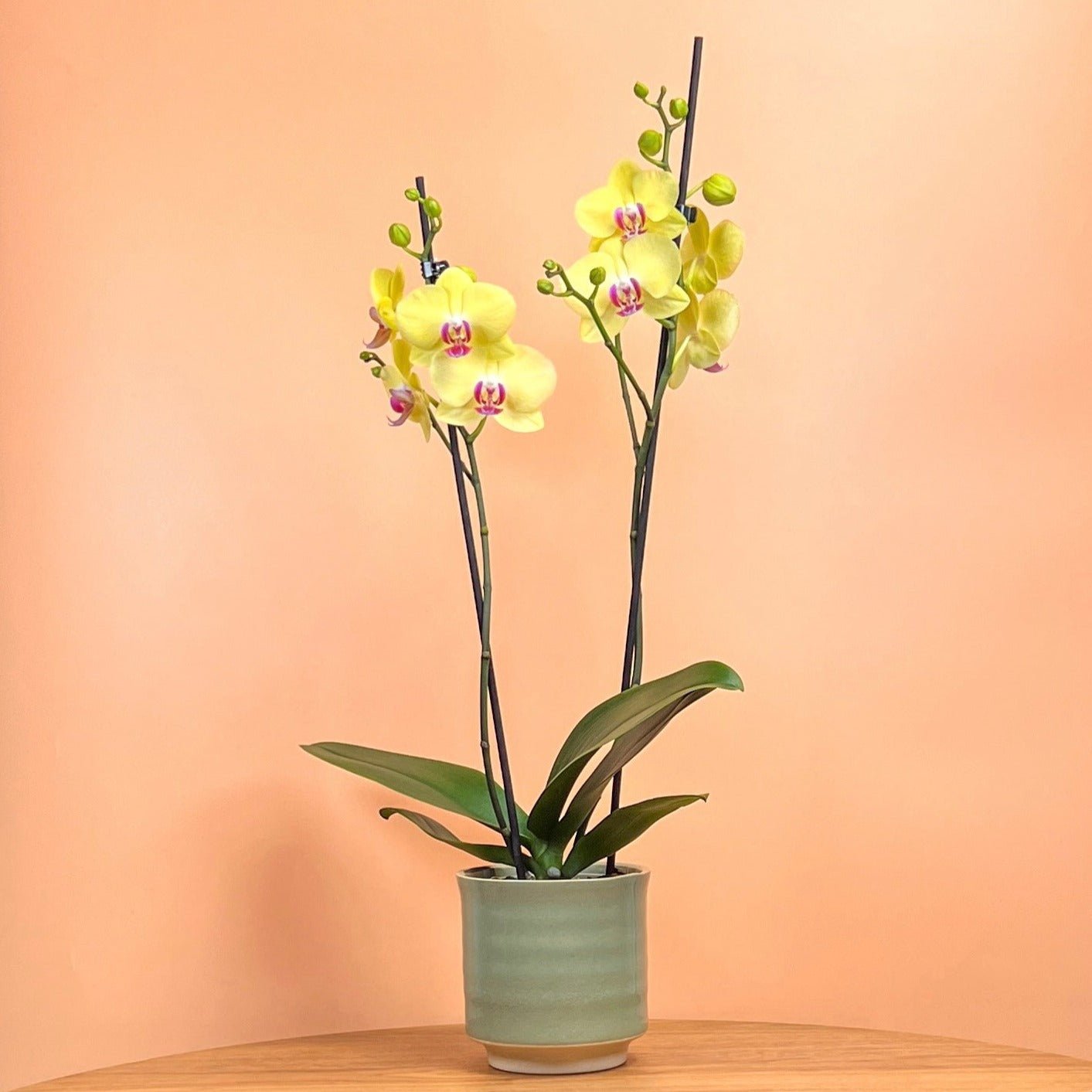 Sway: Large Orchid in Ceramic - Love Orchids