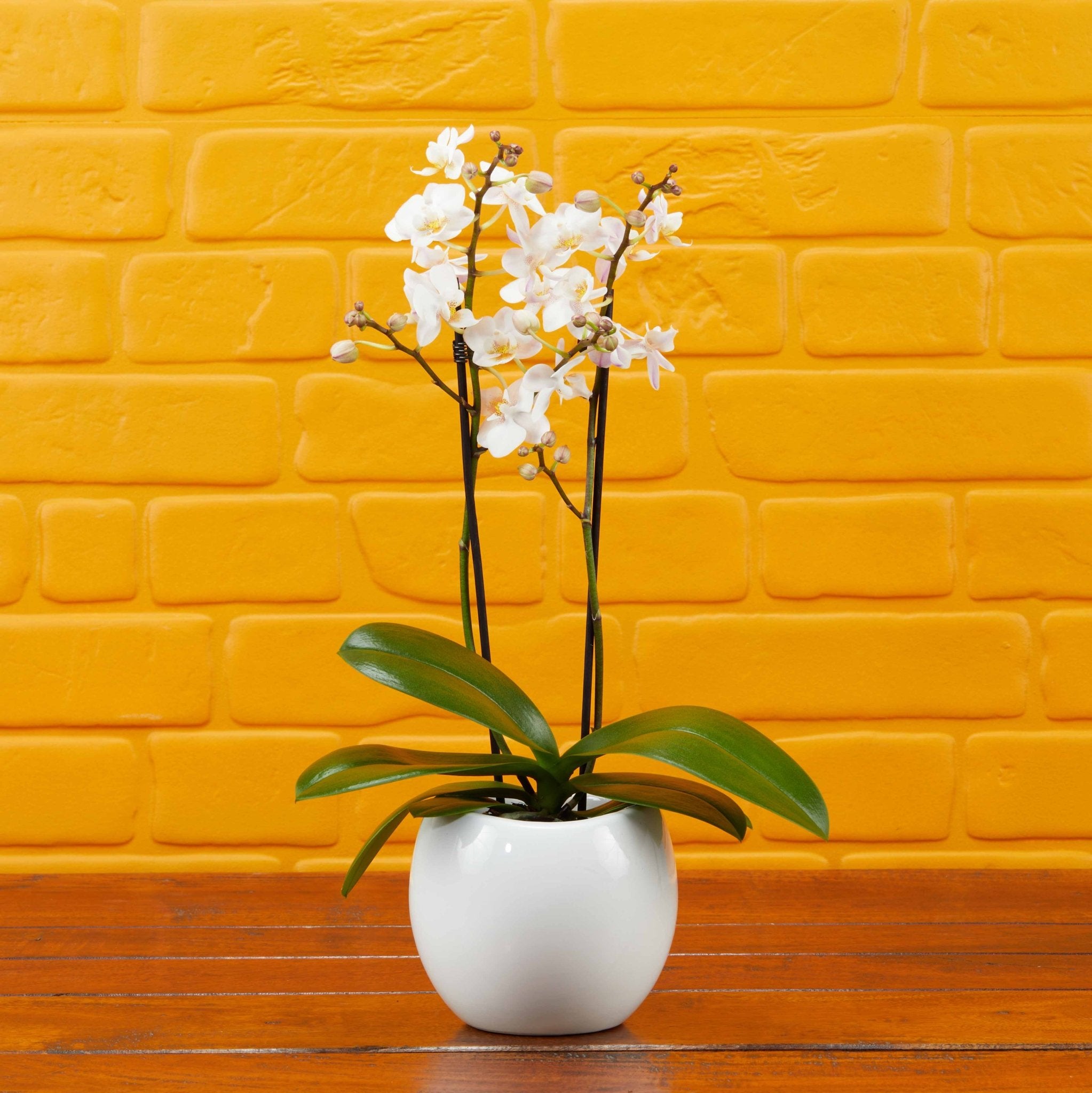 The Collectors: New Life Scented Orchid - Love Orchids
