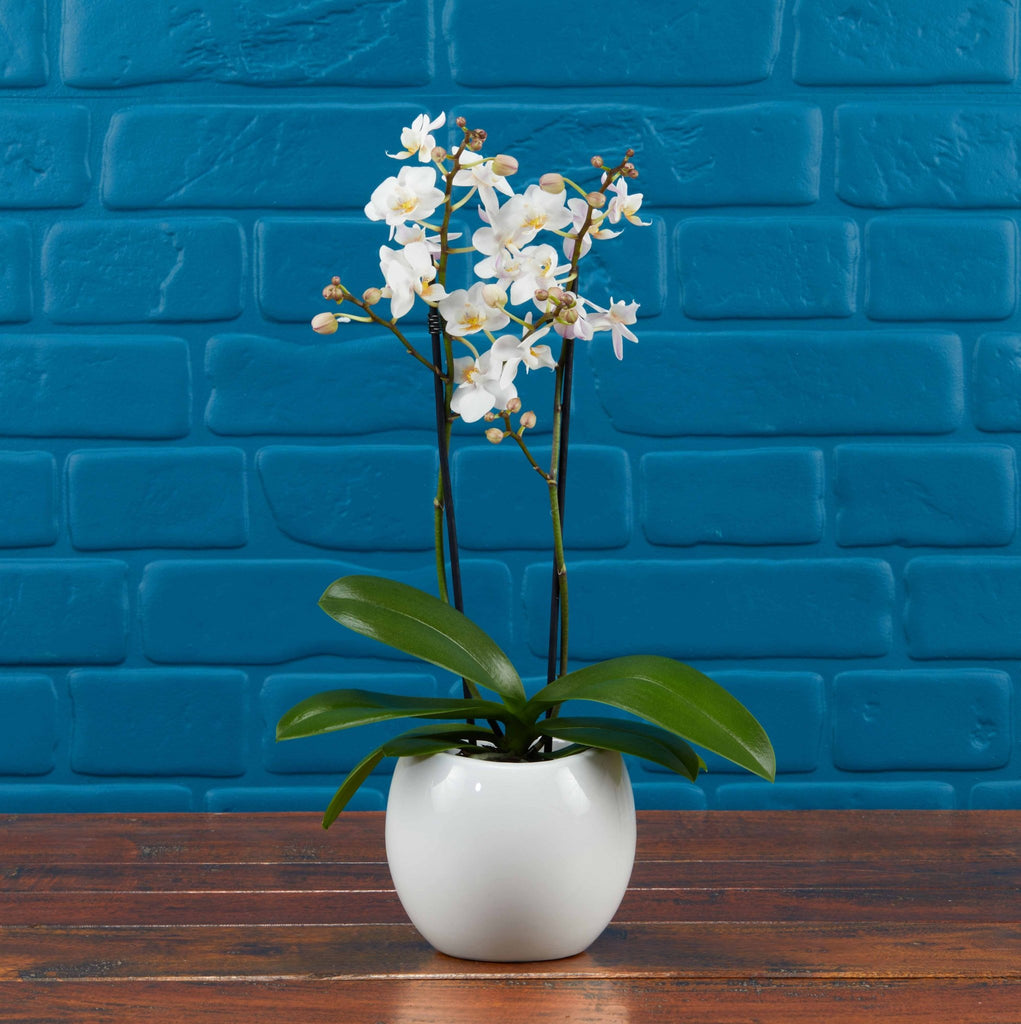The Collectors: New Life Scented Orchid - Love Orchids