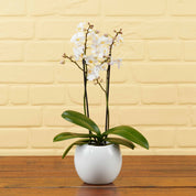 The Collectors: New Life Scented Orchid - Love Orchids