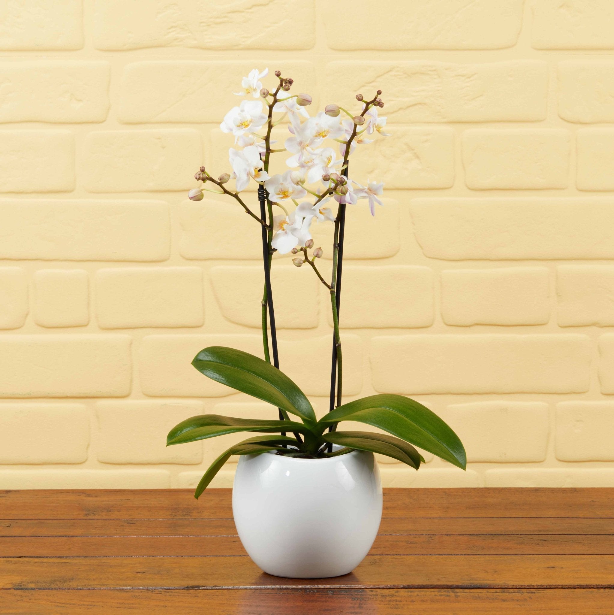 The Collectors: New Life Scented Orchid - Love Orchids