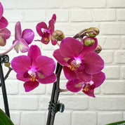 The Collectors: The Chamonix - Love Orchids