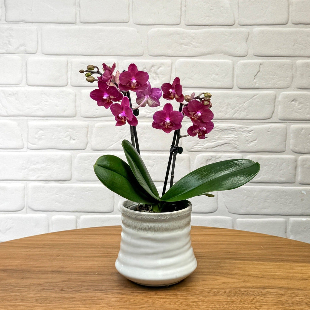 The Collectors: The Chamonix - Love Orchids